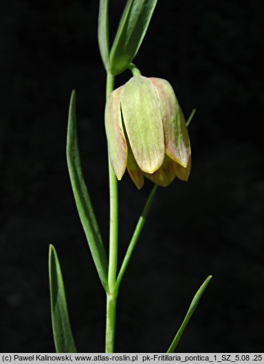 Fritillaria pontica (szachownica pontyjska)