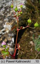 Geranium lucidum (bodziszek lśniący)