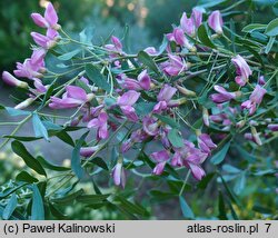 Halimodendron halodendron (słonisz srebrzysty)