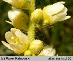 Heuchera cylindrica (żurawka walcowata)