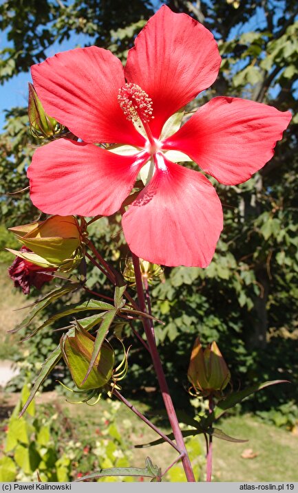 Hibiscus coccineus (ketmia krwista)