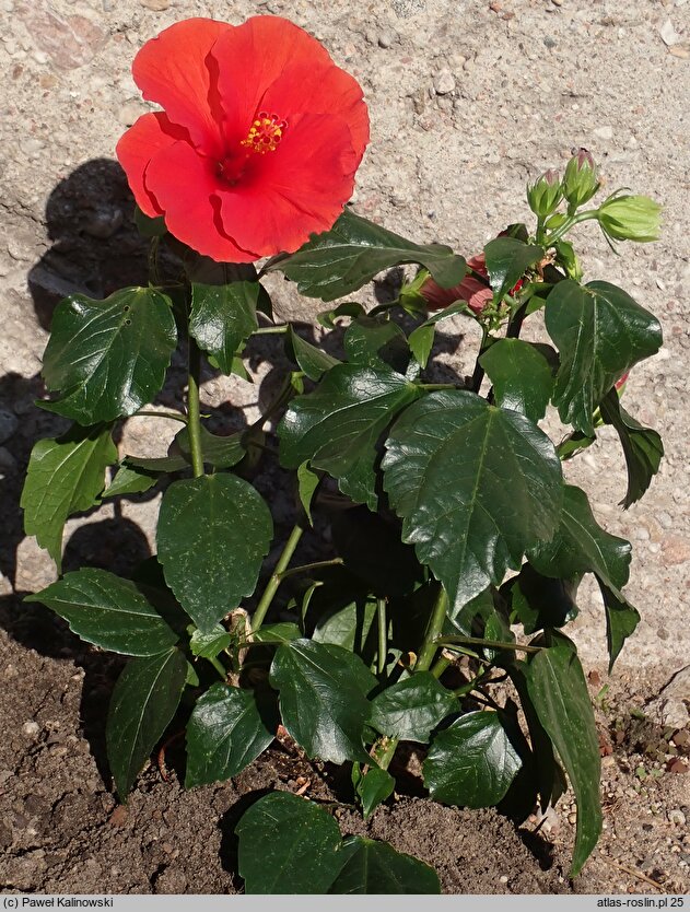 Hibiscus rosa-sinensis (ketmia róża chińska)