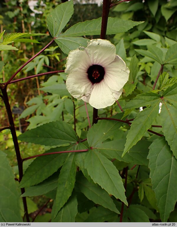 Hibiscus sabdariffa (ketmia szczawiowa)