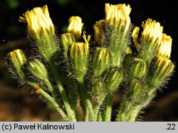 Hieracium cymosum (jastrzębiec wierzchotkowy)