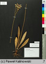 Hieracium cymosum (jastrzębiec wierzchotkowy)