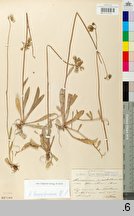 Hieracium koernickeanum (jastrzębiec Koernickiego)