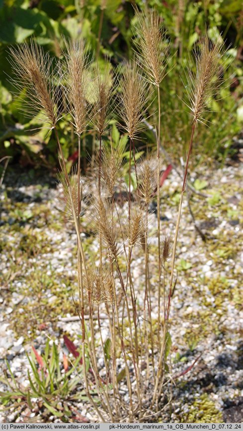 Hordeum marinum (jęczmień nadmorski)