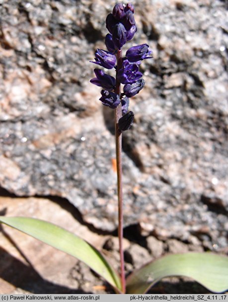 Hyacinthella heldreichii