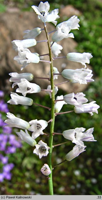 Hyacinthella leucophaea ssp. leucophaea ‘Alba’