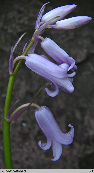 Hyacinthoides Ã—massartiana