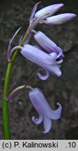 Hyacinthoides ×massartiana