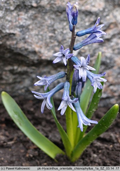 Hyacinthus orientalis ssp. chionophyllus