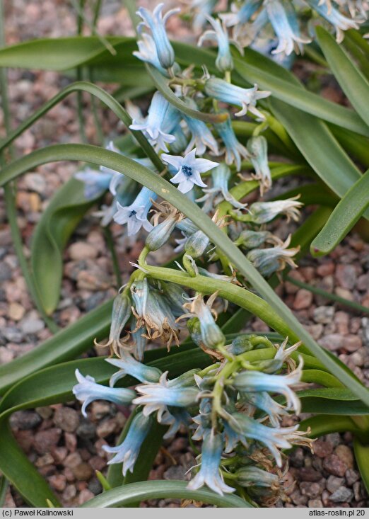 Hyacinthus transcaspicus