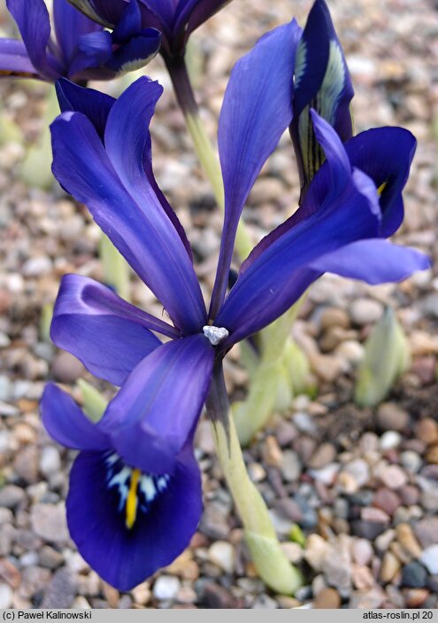 Iris histrioides (kosaciec dziwny)