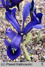 Iris histrioides (kosaciec dziwny)