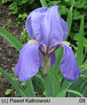 Iris pallida (kosaciec blady)