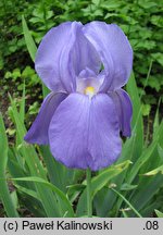 Iris pallida (kosaciec blady)