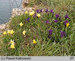 Iris pumila (kosaciec niski)