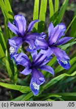 Iris ruthenica (kosaciec ruski)
