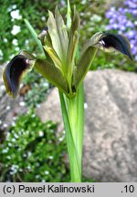 Iris tuberosa (kosaciec bulwiasty)