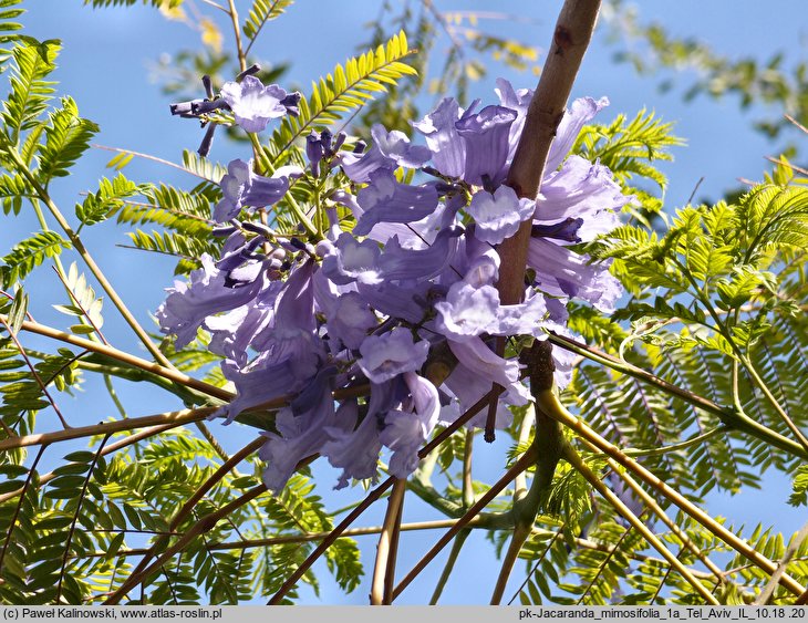 Jacaranda mimosifolia (jakaranda mimozolistna)