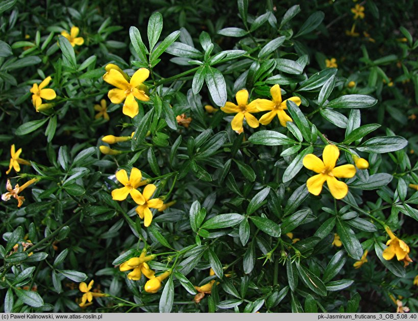 Jasminum fruticans (jaśmin krzewiasty)