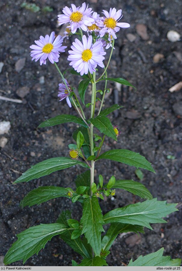 Aster mongolicus