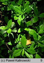 Kalmia angustifolia (kalmia wąskolistna)