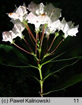 Kalmia latifolia (kalmia szerokolista)
