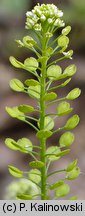 Lepidium virginicum (pieprzyca wirgińska)
