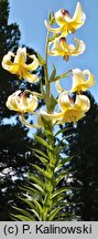 Lilium monadelphum (lilia zrosłopręcikowa)