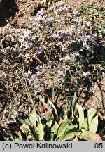 Limonium vulgare (zatrwian zwyczajny)