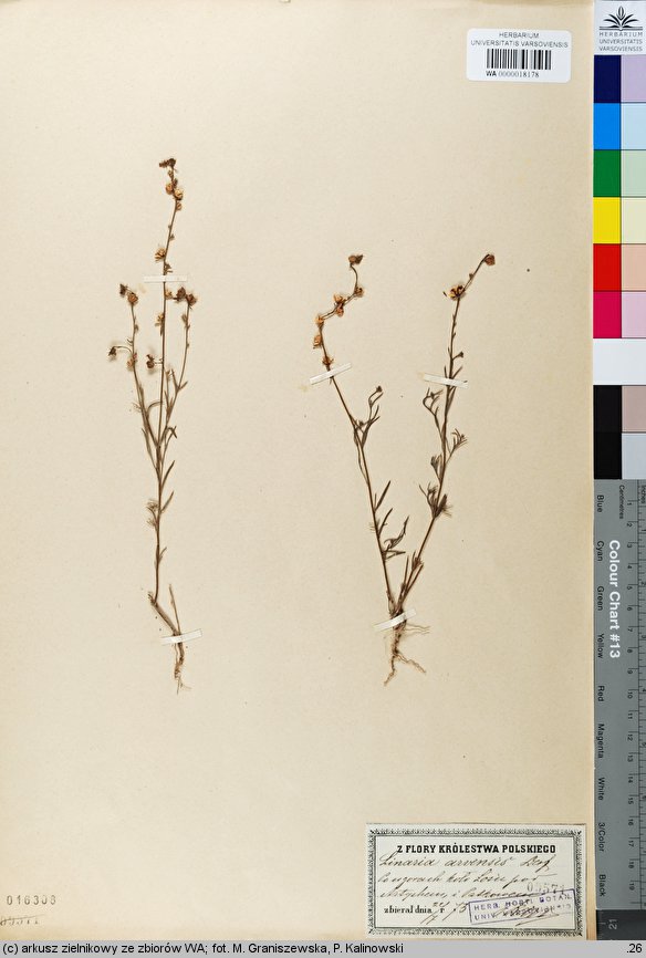Linaria arvensis (lnica polna)