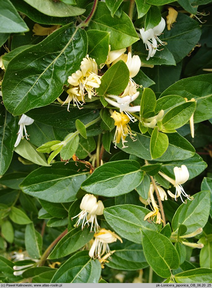 Lonicera japonica (wiciokrzew japoński)