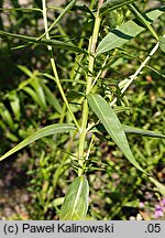 Lythrum virgatum (krwawnica rózgowata)