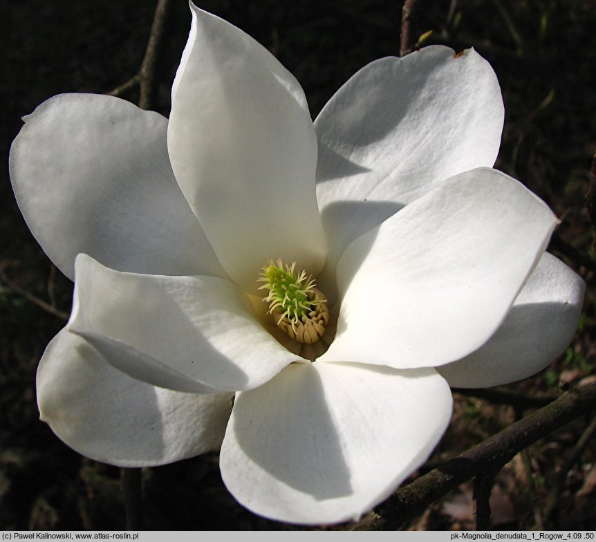 Magnolia denudata (magnolia naga)