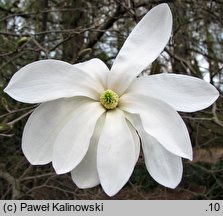 Magnolia stellata (magnolia gwiaÅºdzista)