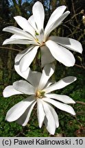 Magnolia stellata (magnolia gwiaÅºdzista)
