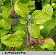 Malus hupehensis (jabłoń hupeheńska)