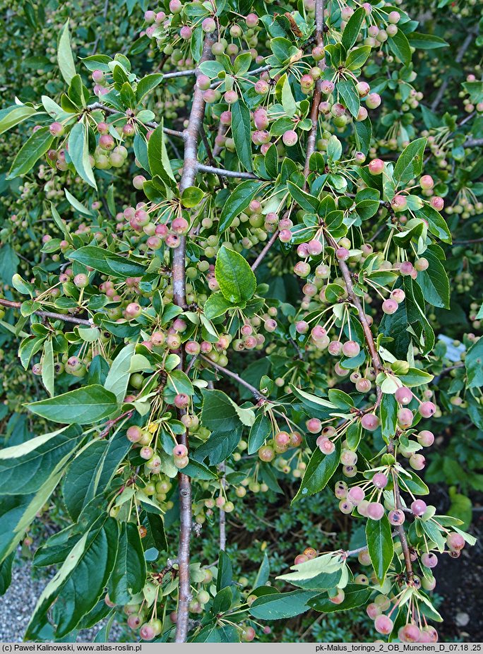 Malus toringo (jabłoń japońska)