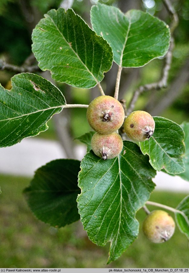 Macromeles tschonoskii (jabłoń Tschonoskiego)
