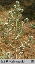 szanta obca (Marrubium peregrinum)
