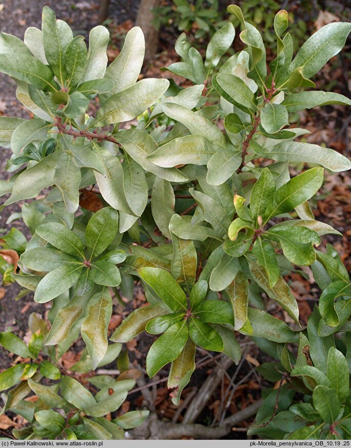 Myrica pensylvanica (woskownica pensylwańska)