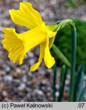 Narcissus hispanicus (żonkil hiszpański )