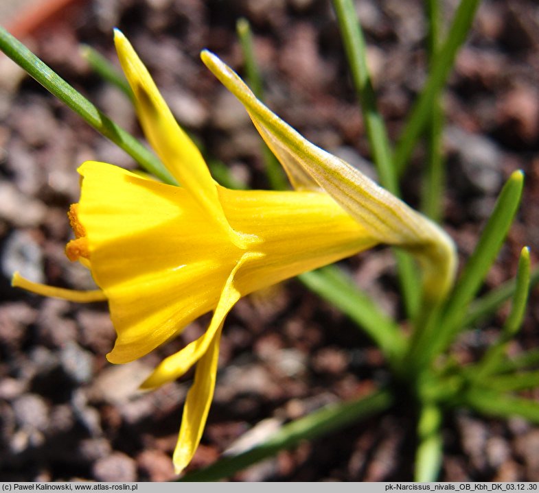 Narcissus bulbocodium var. minor