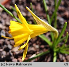 Narcissus bulbocodium var. minor
