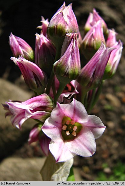 Nectaroscordum tripedale