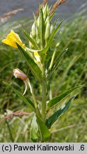 Oenothera acutifolia (wiesiołek ostrolistny)