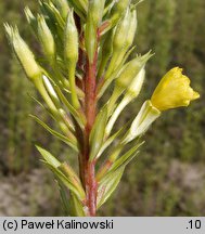 Oenothera acutifolia (wiesiołek ostrolistny)