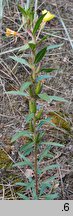 Oenothera ×albisubcurva
